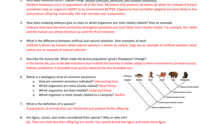 Evidence of evolution worksheet answer key