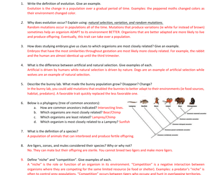 Evidence of evolution worksheet answer key