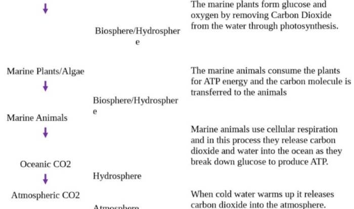 Carbon cycle gizmo answer key