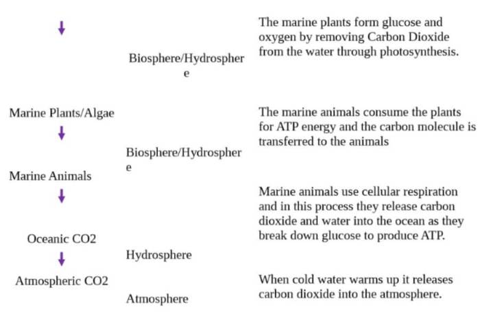 Carbon cycle gizmo answer key