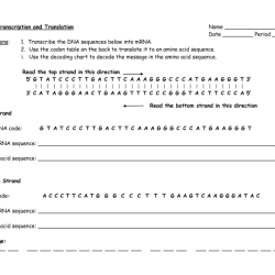 Protein synthesis and amino acid worksheet answer key