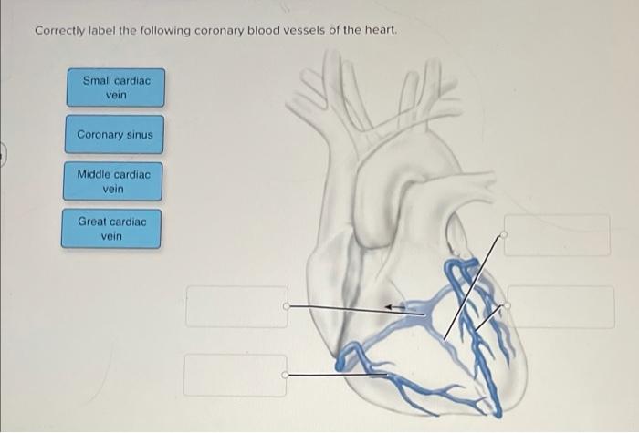 Correctly label the following coronary blood vessels of the heart.