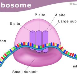 Ribosome ribosomes structure discovery rna without level 70s bensozia cell end don know will hacking