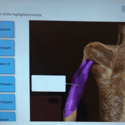 Muscles highlighted proprofs