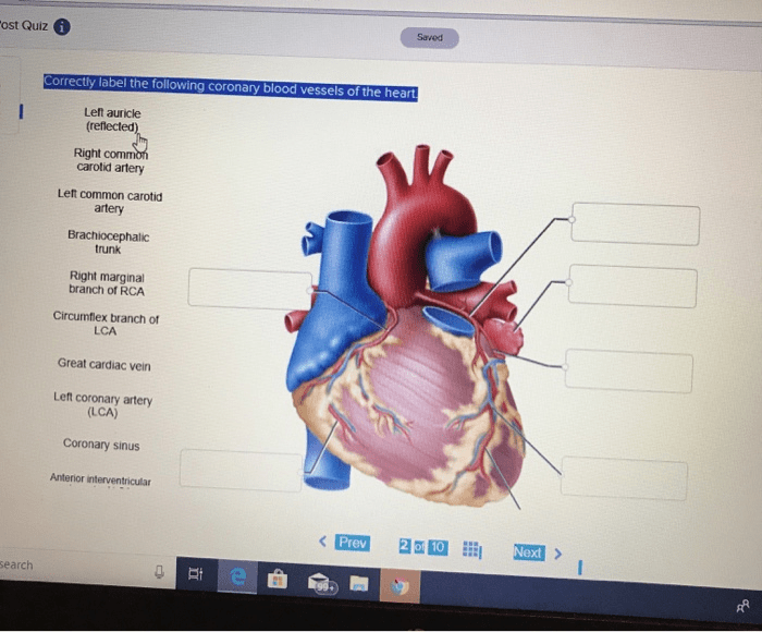 Heart anatomy surface labeled posterior human physiology inside parts figure pericardium anterior features visible