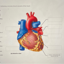 Correctly label the following coronary blood vessels of the heart.